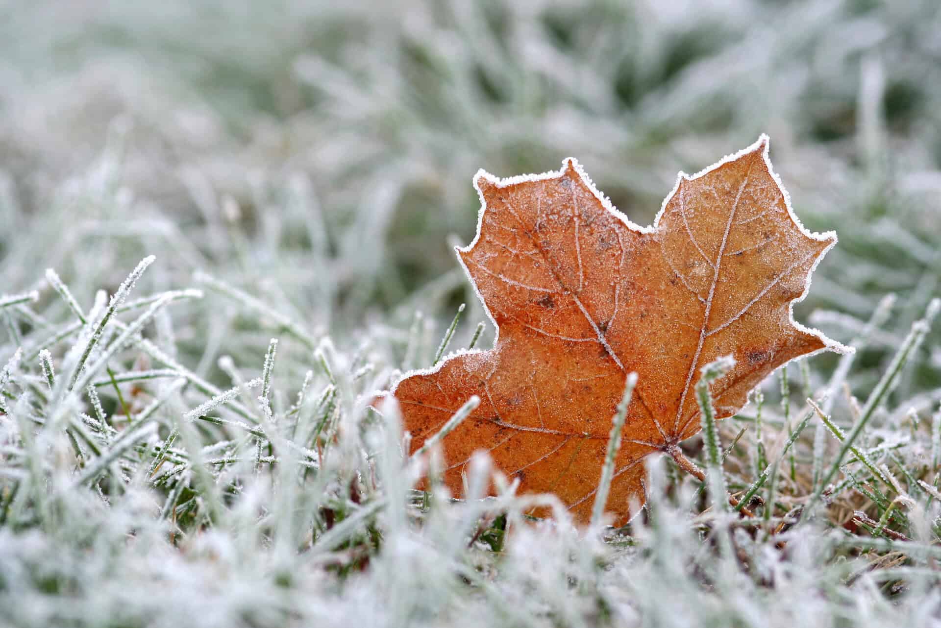 Frost in Ontario_2105 - Weather aurora in United States: where to see the northern lights tonight
