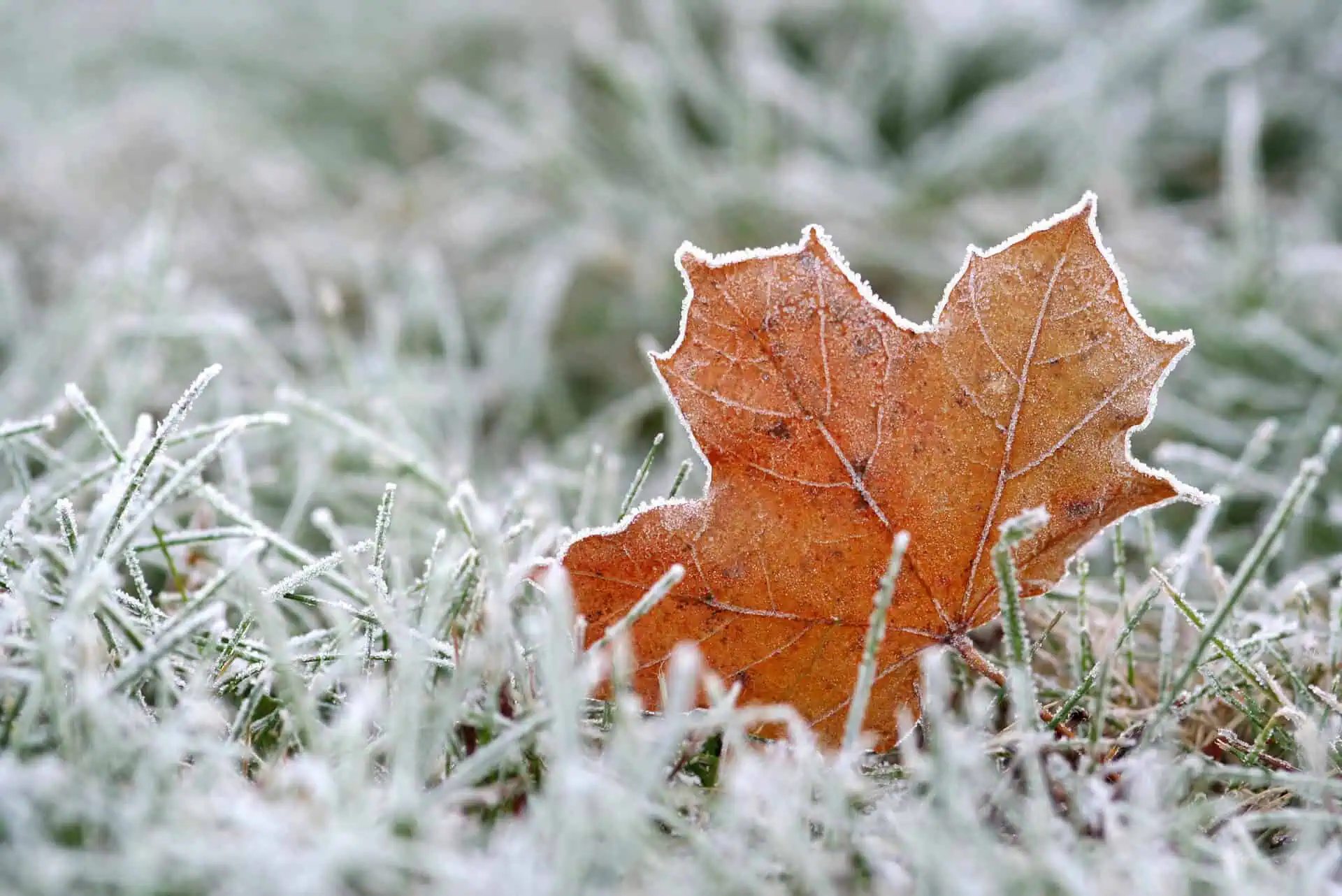 Frost in Ontario_2105 - Weather Ontario: colder than December chill grips the province