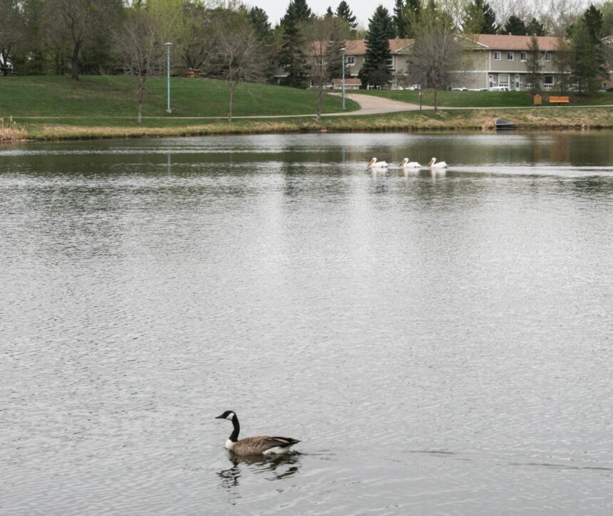 Sherwood Park_1706 - Weather Sherwood Park: torrential rain and hail slam Alberta town
