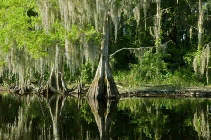 Florida-2107